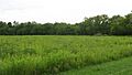 Wapello Land and Water Reserve