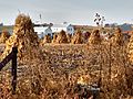 Weston Amish corn shocks