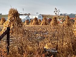Shocked corn at an Amish farm in Weston