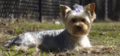 Yorkie or Yorkshire Terrier (11406003593)