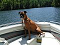 Zelda the boxer dog on a boat in Lake Lanier, South Carolina (9 September 2002)