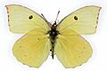 Zerene eurydice f
