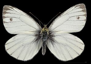 (MHNT) Pieris napi napi - Foret de Bouconne, France - male dorsal