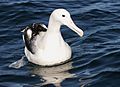 070226 southern royal albatross off Kaikoura 2