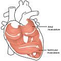 2006 Heart Musculature