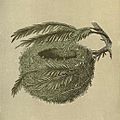 A Natural History of the Nests and Eggs of British Birds -Goldcrest -plate 132-cropped