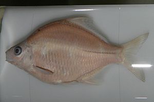 Acanthorhodeus chankaensis.jpg