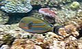 Acanthurus lineatus Flynn Reef