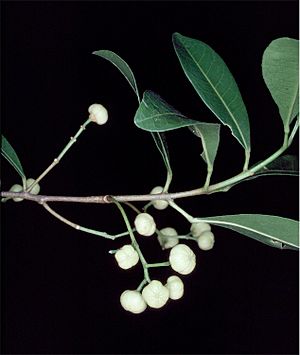 Acronychia oblongifolia fruit