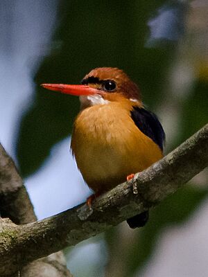 African Dwarf Kingfisher imported from iNaturalist photo 63245166.jpg