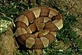 Agkistrodon contortrix laticinctus