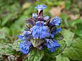Ajuga reptans atropurpurea 0.11 R