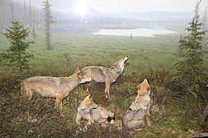 Eastern wolf Facts for Kids