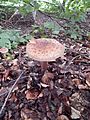 Amanita rubescens 333