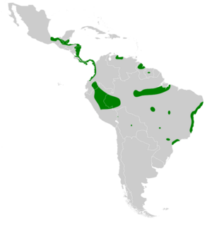 Amaurolimnas concolor map.svg