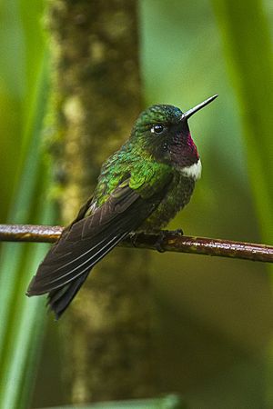 Amethyst-throated Sunangel - Ecuador S4E1868.jpg