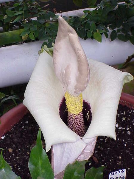 Amorphophallus paeonifolius0