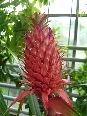 Ananas macrodontes in a botanical garden in Münster, Germany