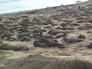 Ano Nuevo seals