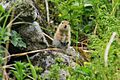 Arctic ground squirrel by Matt Henschen USFWS