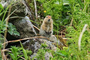 Arctic ground squirrel by Matt Henschen USFWS