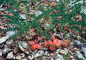 Astragalus bibullatus-02