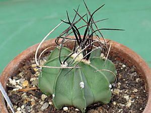 Astrophytum crassispinum