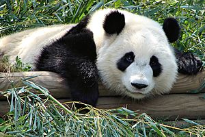 Atlanta Zoo Panda