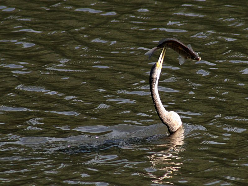 Australian Darter Fishing