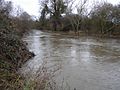 Bank full river wey near pyrford