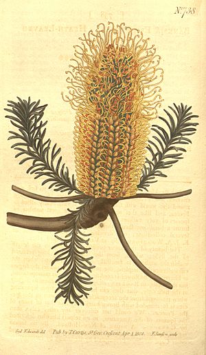 Banksia ericifolia (Edwards)