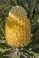 Banksia menziesii yellow gnangarra 210721-1