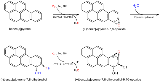 Benzo(a)pyrene metabolism