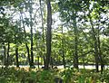 Big Meadows Woods