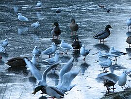Bird life, Blackford Pond - geograph.org.uk - 656161