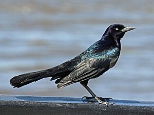 Boat-tailed Grackle RWD CedarIslandFerry