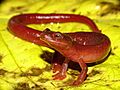 Bolitoglossa cathyledecae Holotype Thumbnail