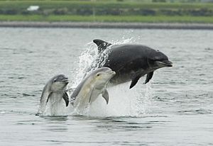 Bottlenose dolphin with young