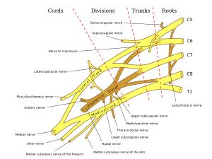 Brachial plexus 2