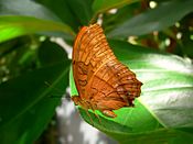 Butterfly vindula arsinoe