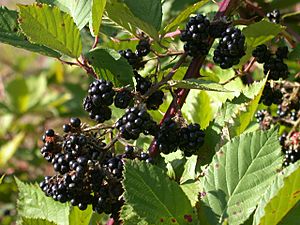 CSIRO ScienceImage 3620 Blackberry plants infected with rust fungus