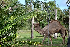 Camel in Zoo