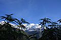 Cannabis plants in front of the Dhaulagiri summit