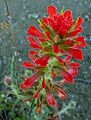 Castillejafoliolosa