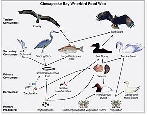 Chesapeake Waterbird Food Web