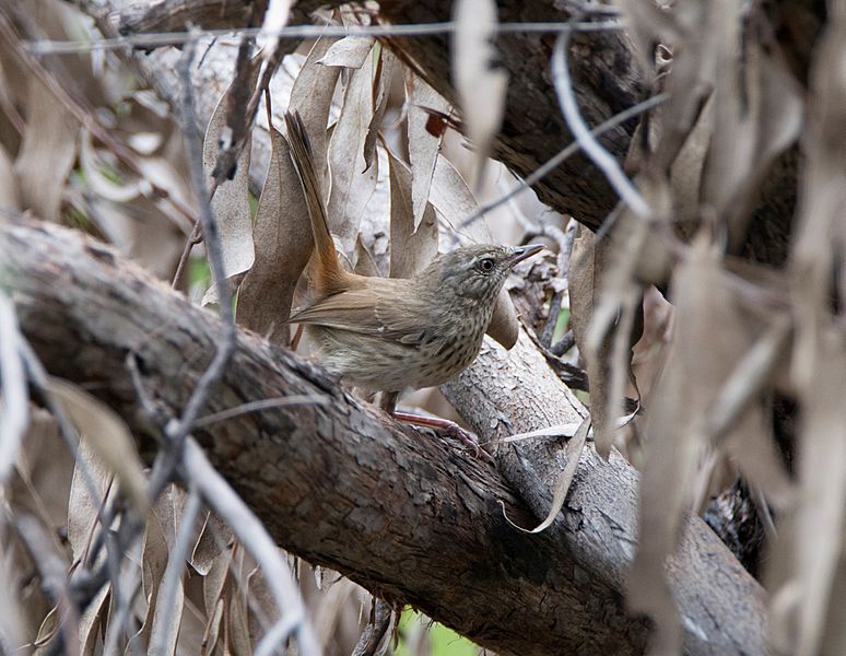 Chestnut- Rumped Heathwren small fx