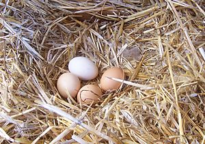 Chicken eggs