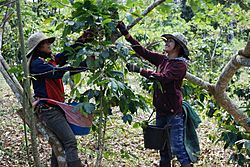 Coffee Harvest Laos