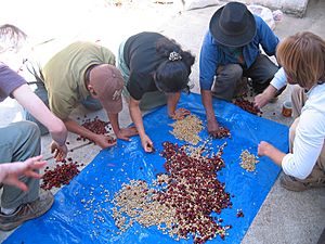 Coffee beans being sorted and pulped