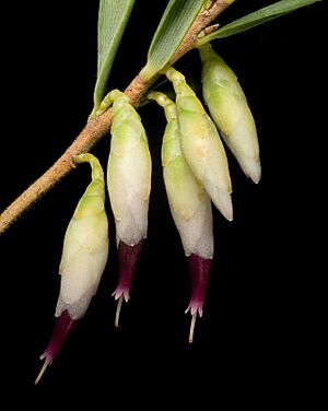 Conostephium minus - Flickr - Kevin Thiele